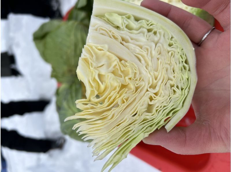 【北海道・富良野】スノーランタンおでんナイト／農業体験型イブニングツアー、ナイトハイクで掘出しに行く越冬キャベツと体温まるおでんナイトツアーの紹介画像