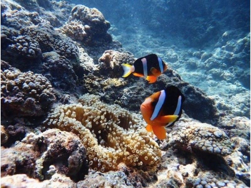 [Okinawa Blue Cave] Beach Blue Cave Snorkeling ☆ Great Value! Free Parking and Facility Use! Free GoPro Photos and Videos ☆ Beginners are also welcome ♬の紹介画像