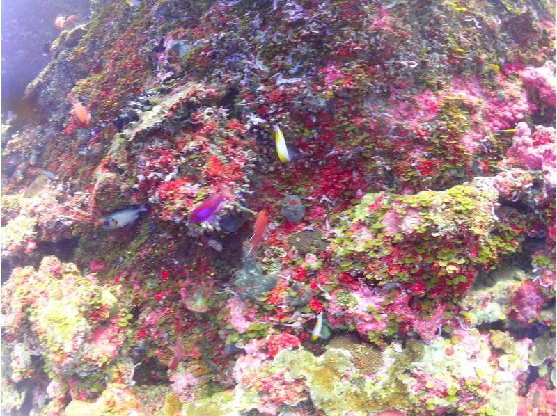 [Tokyo] Overseas: "3-day diving license course" at a Maldives resortの紹介画像