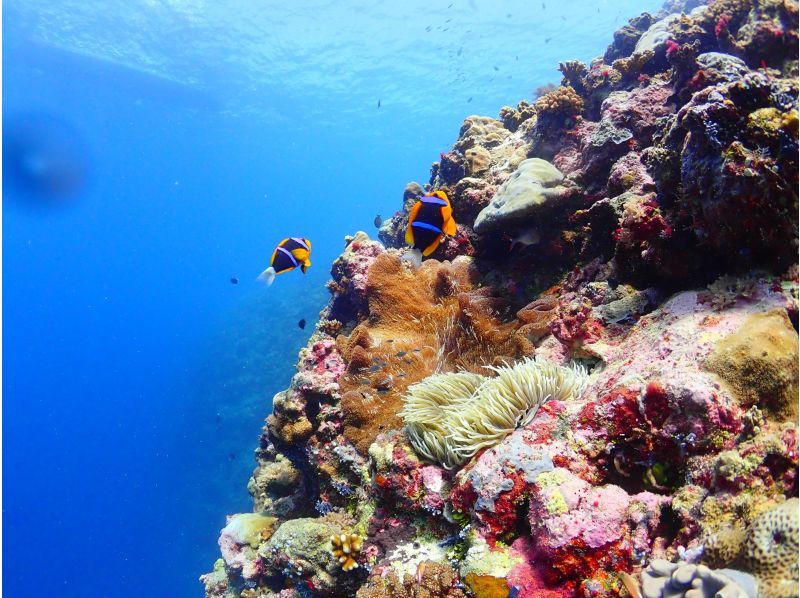 [Tokyo] Overseas: "3-day diving license course" at a Maldives resortの紹介画像
