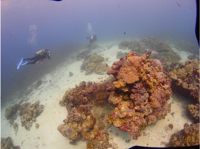 [Tokyo] Overseas: "3-day diving license course" at a Maldives resortの紹介画像