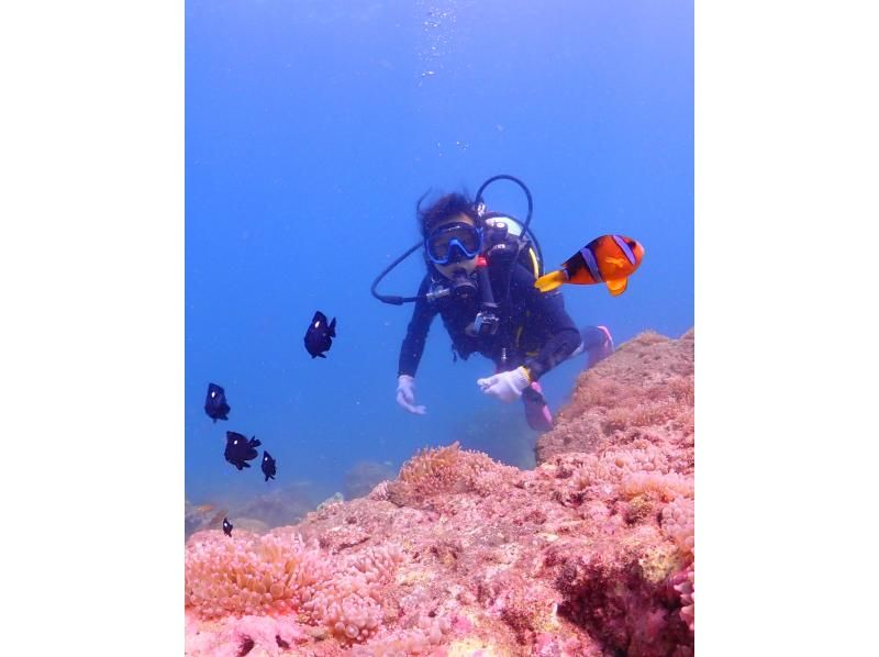 [Chiba] A 2-night, 2-day stay in Izu, leaving after work at night. "Diving license course 2 (3) days"の紹介画像