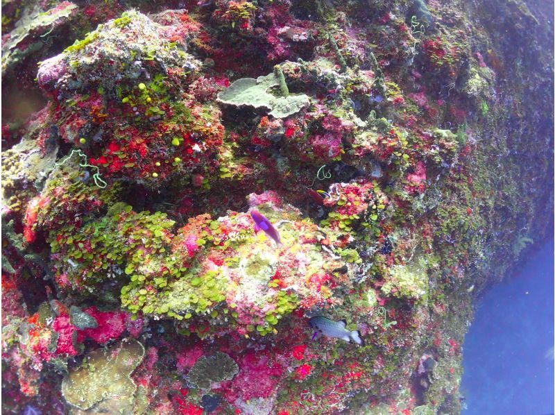 [Osaka] Overseas: 3-day diving license course at an authentic Maldives resortの紹介画像