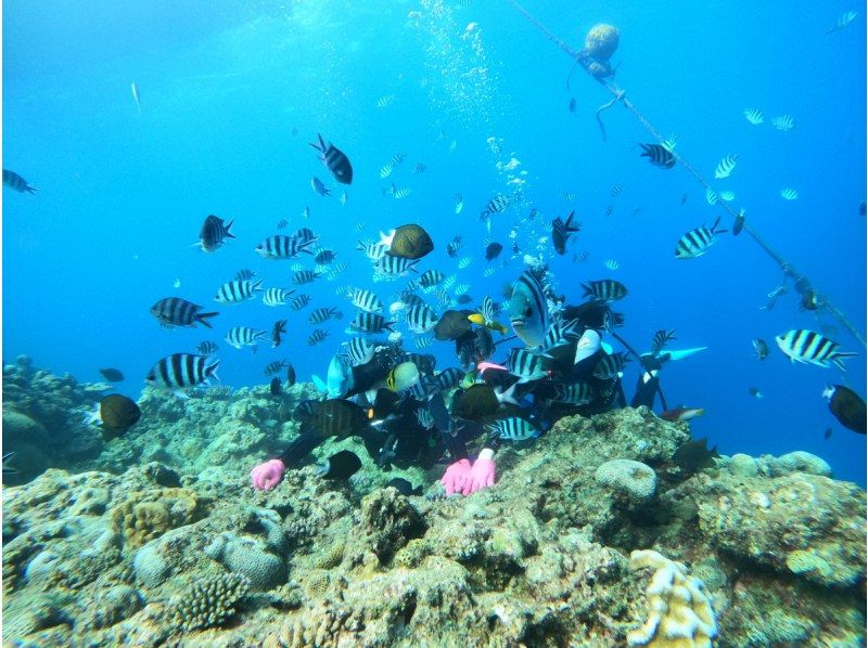 ★学生限定プラン★卒業旅行に最高な思い出を！【北谷発】美ら海体験ダイビング◇貸切専属ガイド◇ 餌あげ無料◇ Gopro無料写真動画プレゼントの紹介画像