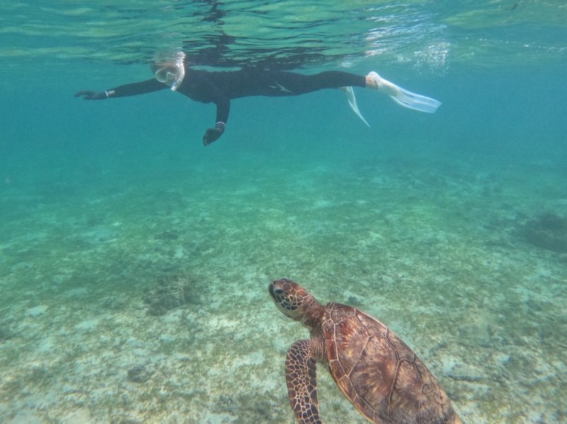 【奄美大岛 - 浮潜 & 立桨冲浪】【冬季也舒适！！】海龟观赏和海上立桨冲浪休闲之旅（提供热水淋浴和潜水服/包含照片）の紹介画像