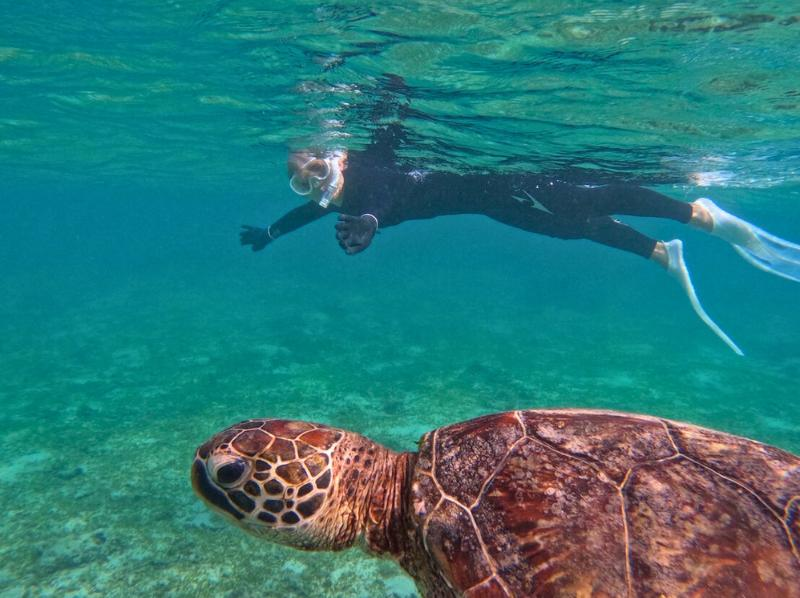 【奄美大岛 - 浮潜 & 立桨冲浪】【冬季也舒适！！】海龟观赏和海上立桨冲浪休闲之旅（提供热水淋浴和潜水服/包含照片）の紹介画像
