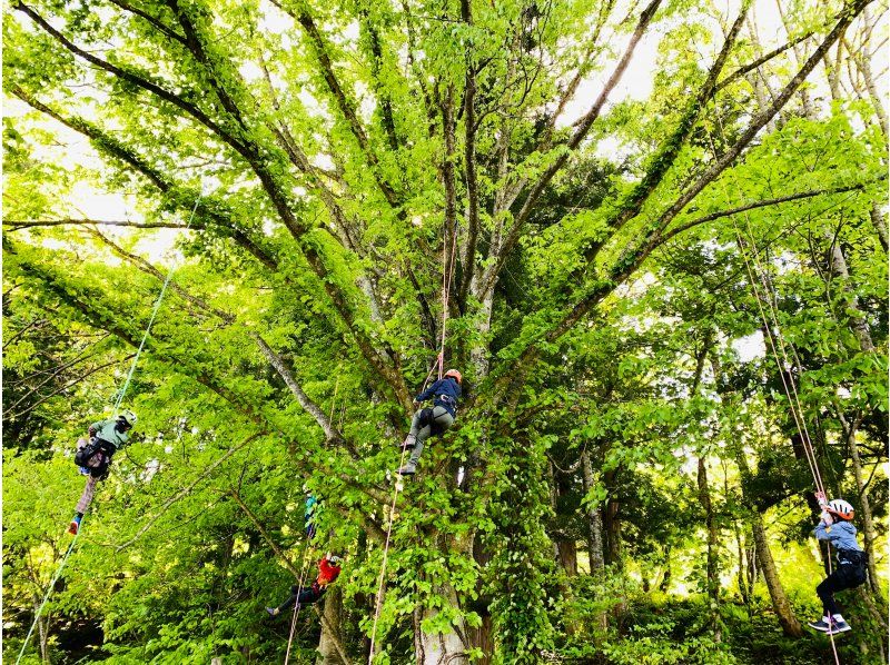 【東北・山形県】朝日町・のんぽかの森ツリーイング体験☆有資格ガイドがご案内する木のぼりツアー。装備レンタル、保険込み、写真データ無料！の紹介画像