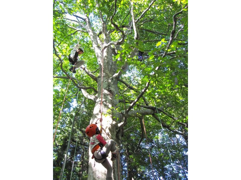 【東北・山形県】朝日町・のんぽかの森ツリーイング体験☆有資格ガイドがご案内する木のぼりツアー。装備レンタル、保険込み、写真データ無料！の紹介画像