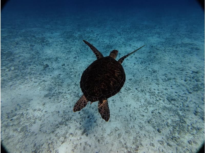 <十一月限定优惠>【冲绳北部，本部～濑底岛～民那岛，偏远岛屿浮潜】全县最清澈的海水！偏远岛屿2小时浮潜体验の紹介画像