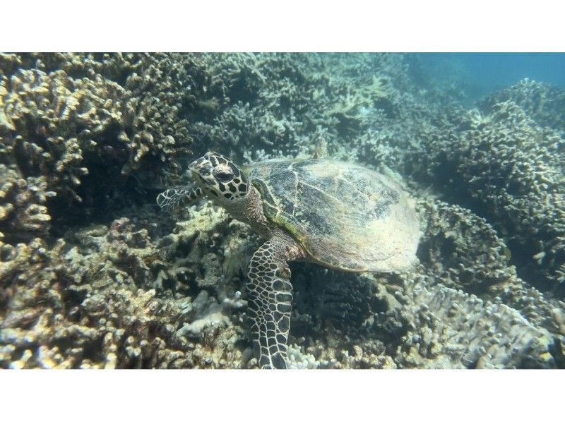 <十一月限定优惠>【冲绳北部，本部～濑底岛～民那岛，偏远岛屿浮潜】全县最清澈的海水！偏远岛屿2小时浮潜体验の紹介画像