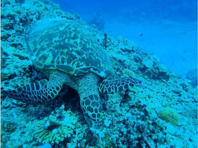 <十一月限时特惠>【冲绳北部，本部县～濑底岛～民那岛～休闲潜水】全县最佳能见度！持证潜水员可享受2次潜水/3小时套餐の紹介画像