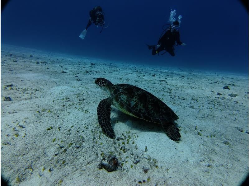 <十一月限时特惠>【冲绳北部，本部县～濑底岛～民那岛～休闲潜水】全县最佳能见度！持证潜水员可享受2次潜水/3小时套餐の紹介画像