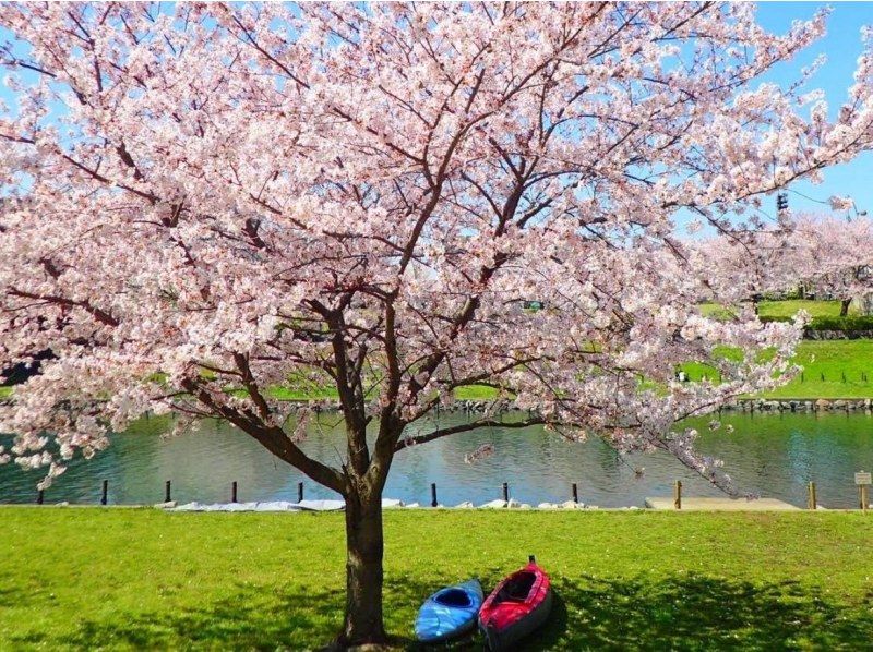 【東京 桜 カヤック】 お花見カヤックツアー　♪桜&times;スカイツリーの絶景をお楽しみください。の紹介画像