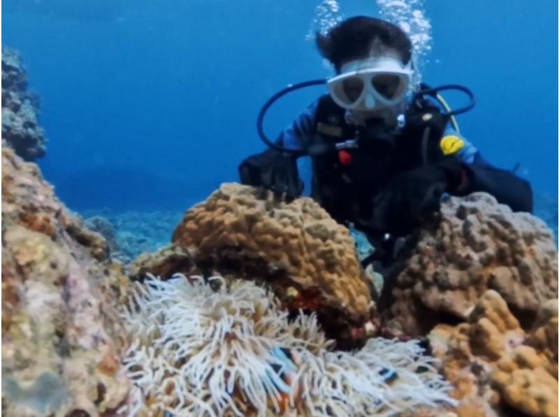 【那覇発・慶良間諸島・送迎可】半日で大満喫！体験ダイビング２回コース＜初心者・お1人様も大歓迎＞ウミガメ遭遇チャンス大の紹介画像