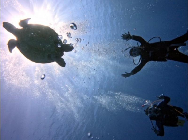 【那覇発・慶良間諸島・送迎可】半日で大満喫！体験ダイビング２回コース＜初心者・お1人様も大歓迎＞ウミガメ遭遇チャンス大の紹介画像