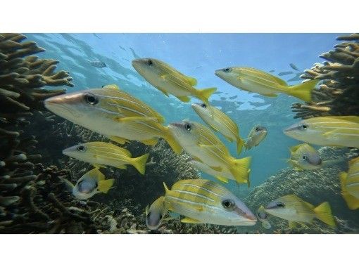 【久米島・奥の浜】相乗り!地元に生まれ育ったうみんちゅが案内する絶景シュノーケリング!(フィン・マスク貸出し無料)ショートプラン 【久米島・奥の浜】相乗り!地元に生まれ育ったうみんちゅが案内する絶景シュノーケリング!(フィン・マスク貸出し無料)ショートプラン