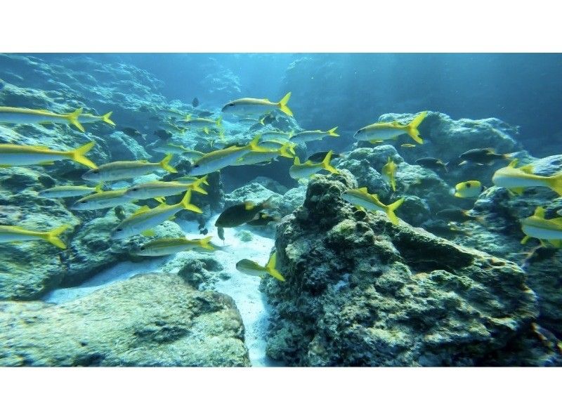 【쿠메지마・오쿠노하마】시승! 현지에서 태어나 자란 우민추가 안내하는 절경 스노클링! (핀・마스크 대여 무료) 쇼트 플랜の紹介画像