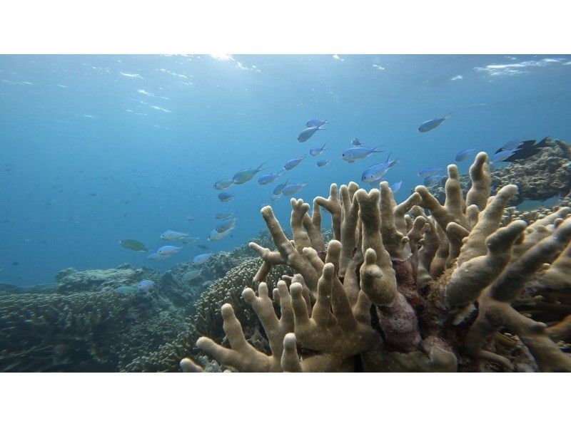 【쿠메지마・오쿠노하마】시승! 현지에서 태어나 자란 우민추가 안내하는 절경 스노클링! (핀・마스크 대여 무료) 쇼트 플랜の紹介画像