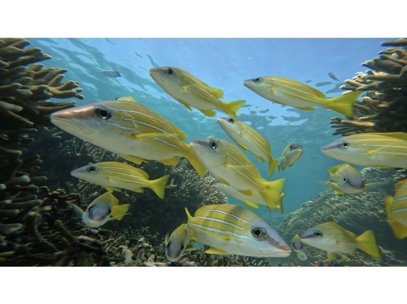 【쿠메지마・하테노하마】시승! 현지에서 태어나 자란 우민추가 안내하는 절경 스노클링! (핀・마스크 대출 무료)の紹介画像