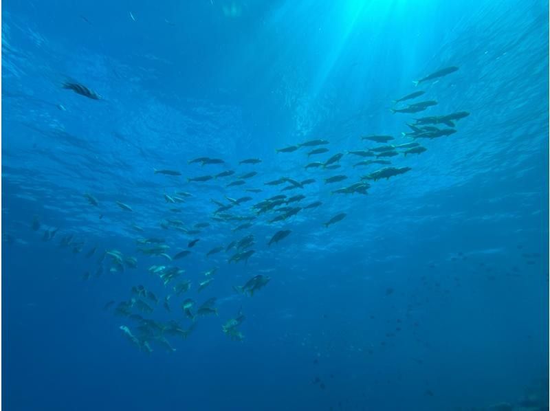 《直前予約SALE》【沖縄北部・本部~瀬底島~水納島・離島シュノーケリング】県内最上級の透明度！離島で2時間たっぷりのシュノーケリングの紹介画像