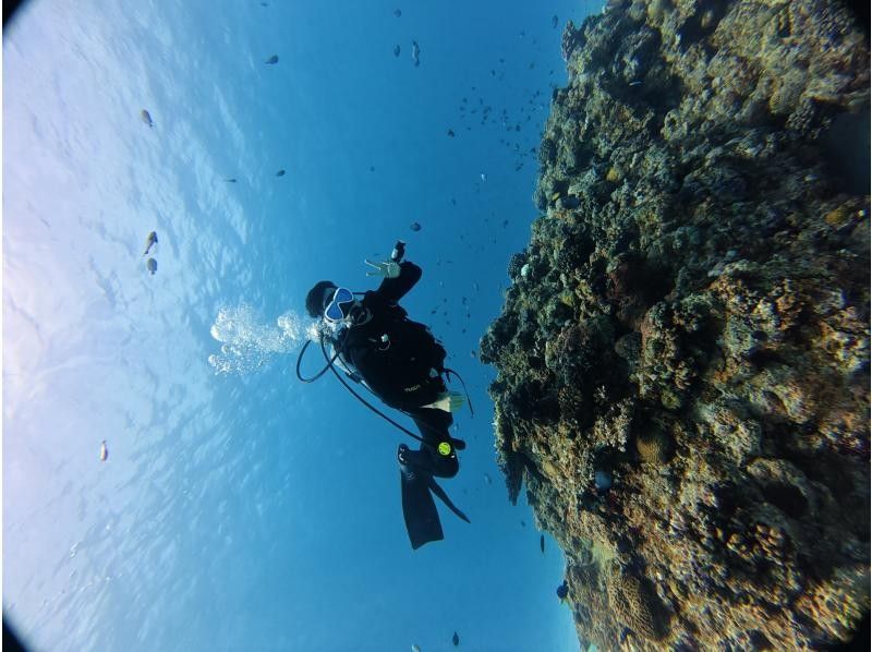 限时特惠！【冲绳北部 - 本部 - 濑底岛 - 美那岛 - 偏远岛屿潜水 / 2小时行程】全县能见度最高！即使是初学者也能安心体验潜水乐趣！の紹介画像