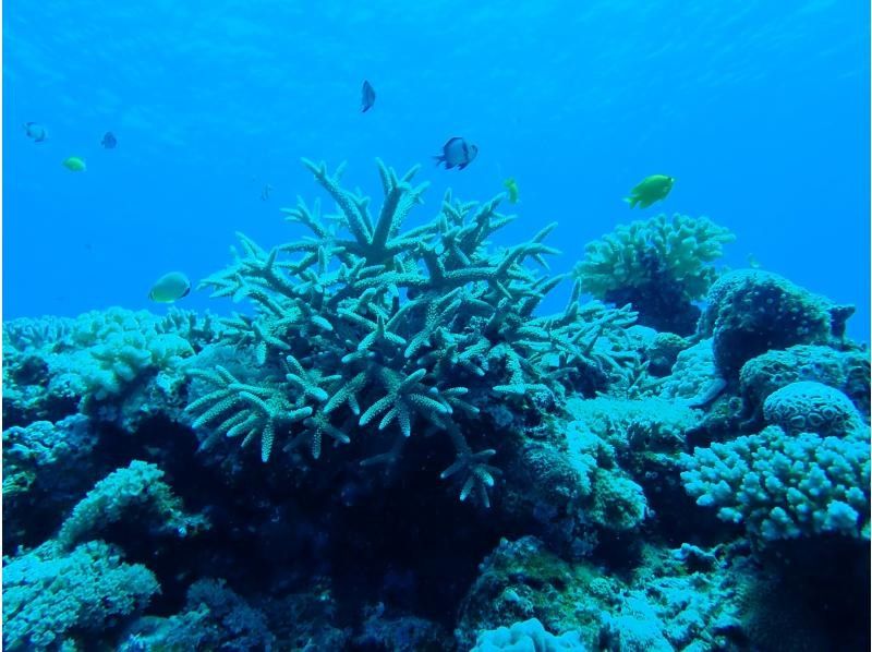 限时特惠！【冲绳北部 - 本部 - 濑底岛 - 美那岛 - 偏远岛屿潜水 / 2小时行程】全县能见度最高！即使是初学者也能安心体验潜水乐趣！の紹介画像