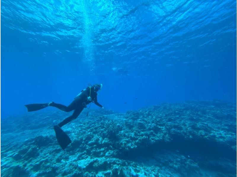 限时特惠！【冲绳北部本部县濑底岛-米纳岛-休闲潜水】全县最清澈的海水！持证潜水员可享2次潜水/3小时套餐の紹介画像