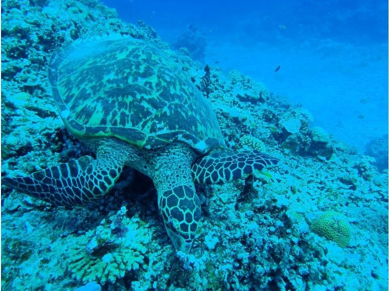 限时特惠！【冲绳北部本部县濑底岛-米纳岛-休闲潜水】全县最清澈的海水！持证潜水员可享2次潜水/3小时套餐の紹介画像