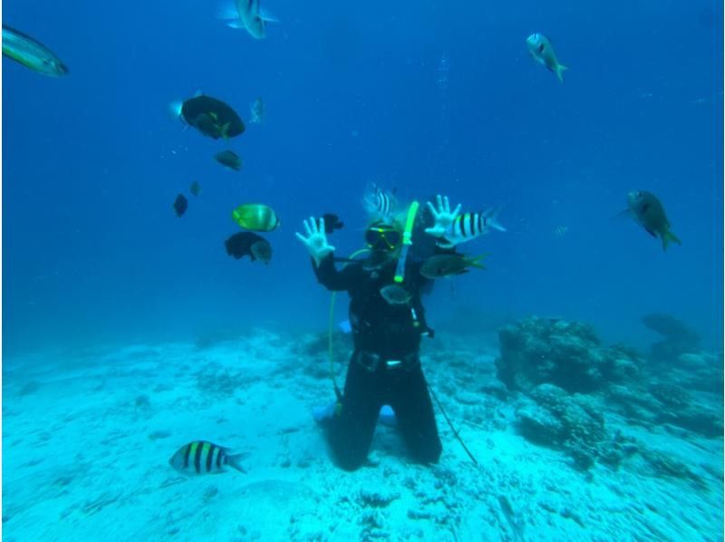 限时特惠！【冲绳北部本部县濑底岛-米纳岛-休闲潜水】全县最清澈的海水！持证潜水员可享2次潜水/3小时套餐の紹介画像