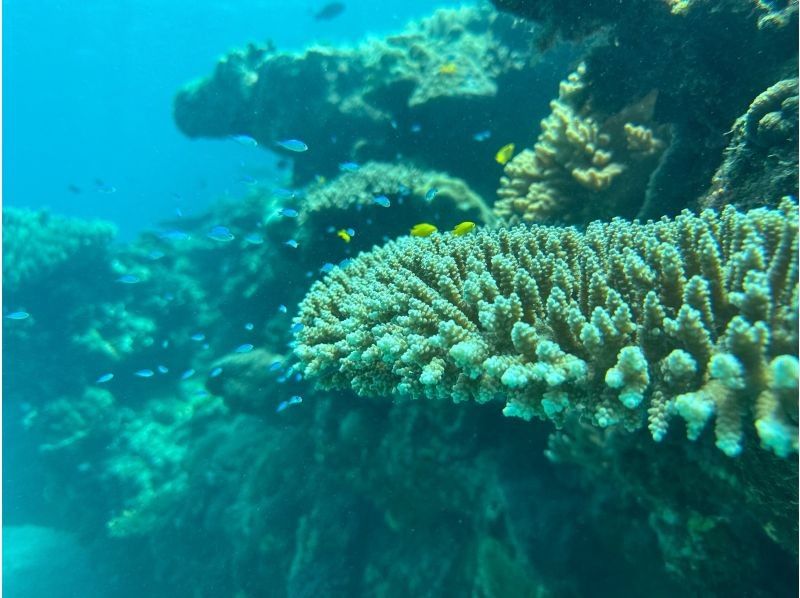 早鸟预订活动！【冲绳北部，本部～濑底岛～民那岛，偏远岛屿浮潜】全县最清澈的海水！2小时偏远岛屿浮潜体验の紹介画像