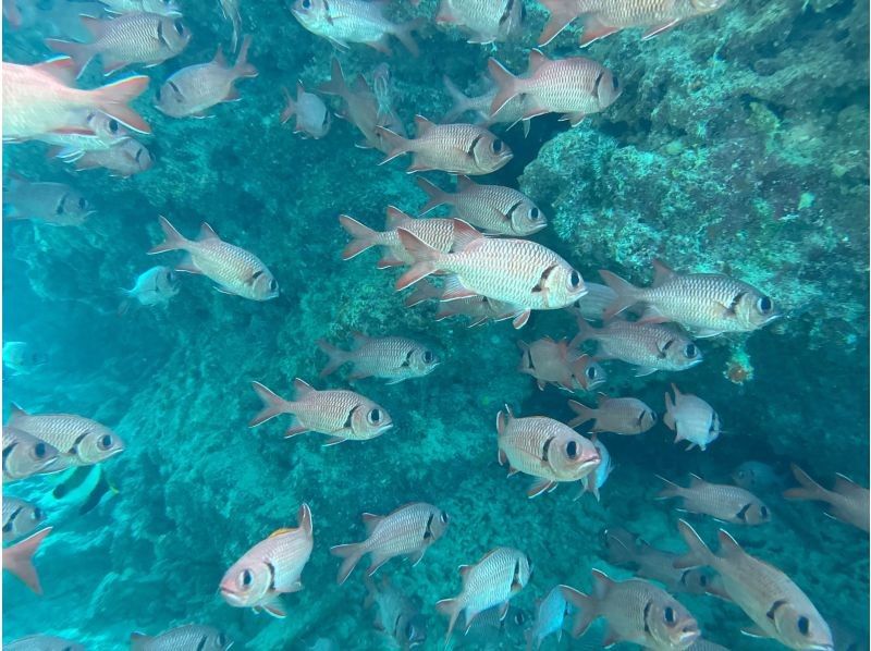 早鸟预订活动！【冲绳北部，本部～濑底岛～民那岛，偏远岛屿浮潜】全县最清澈的海水！2小时偏远岛屿浮潜体验の紹介画像