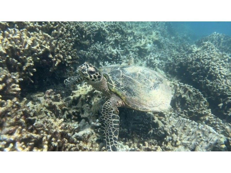 早鸟预订活动！【冲绳北部，本部～濑底岛～民那岛，偏远岛屿浮潜】全县最清澈的海水！2小时偏远岛屿浮潜体验の紹介画像