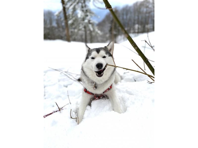 [Hyogo, Tajima] Go with a guide! Private snowshoe tour! Cafe time included (half-day course) Ages 6 and up Pets allowed/photo serviceの紹介画像