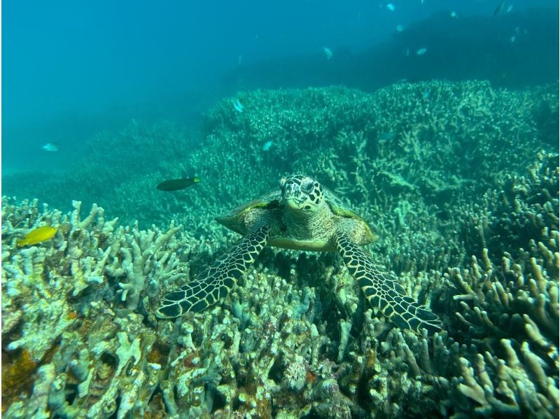 早鸟预订活动！【冲绳北部，本部～濑底岛～美那岛，离岛潜水/2小时行程】全县能见度最高！即使是初学者也能安心体验潜水乐趣！の紹介画像