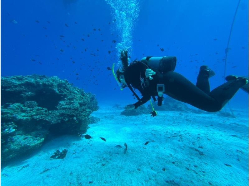 早鸟预订优惠！【冲绳北部，本部县～濑底岛～美那岛～休闲潜水】全县最佳能见度！持证潜水员3小时2潜套餐の紹介画像