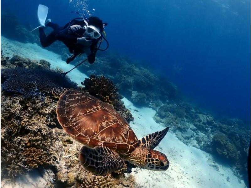 【那覇発・半日・送迎あり】お1人様も大歓迎！初心者体験ダイビング１回コース★抜群の透明度！水中の写真・動画プレゼントの紹介画像