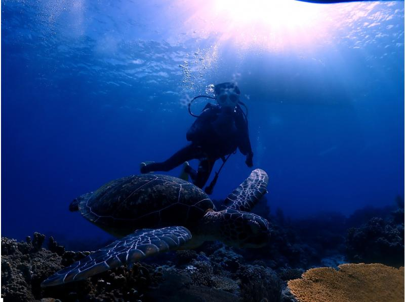 【那覇発・半日・送迎あり】お1人様も大歓迎！初心者体験ダイビング１回コース★抜群の透明度！水中の写真・動画プレゼントの紹介画像