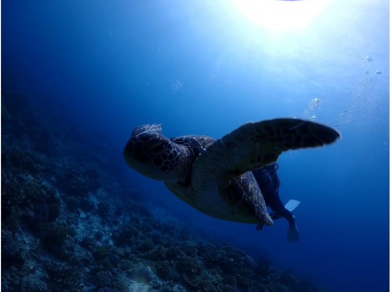 【慶良間・送迎あり】水中写真・動画プレゼント！☆お1人様も大歓迎☆初心者体験ダイビング(半日2回コース）の紹介画像