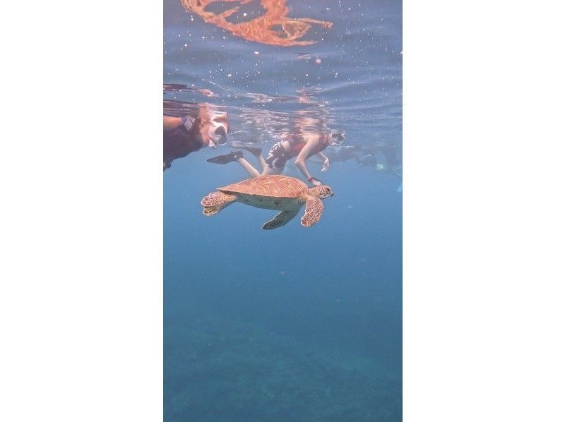 [Okinawa, Onna Village] Sea turtle walking snorkelの紹介画像
