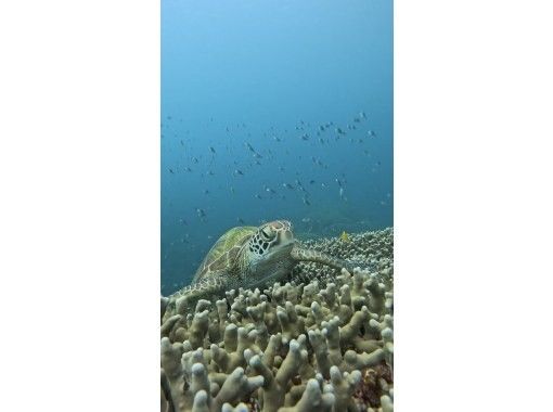 【沖縄・恩納村】ウミガメ散策シュノーケル 【沖縄・恩納村】ウミガメ散策シュノーケル