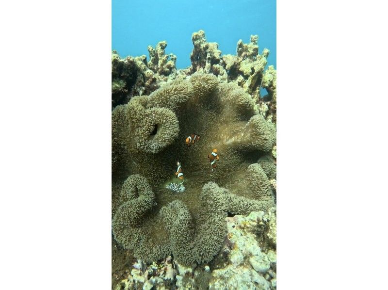 [Okinawa, Onna Village] Sea turtle walking snorkelの紹介画像