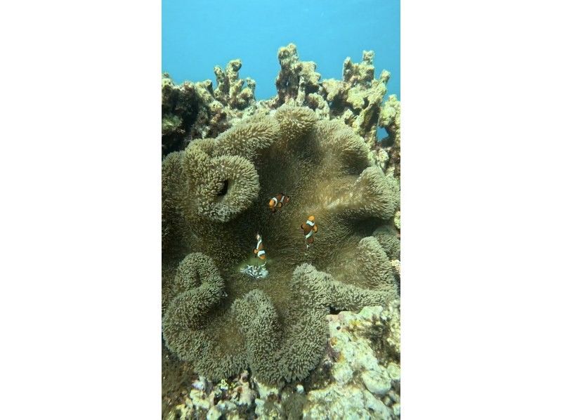 [Okinawa, Onna Village] Sea turtle walking snorkelの紹介画像