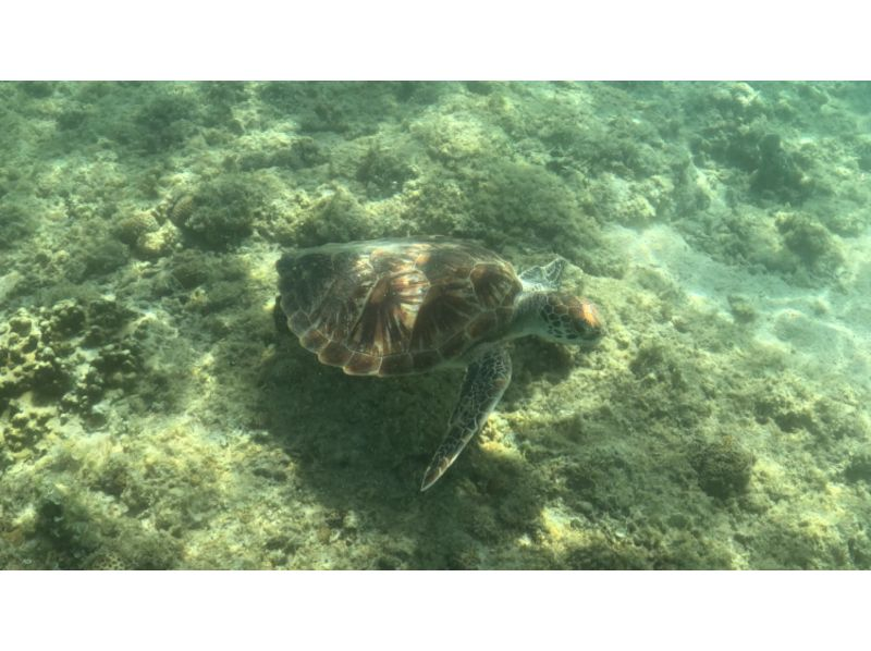 【那覇発・半日】海ガメシュノーケリング★透明度30m以上★快適！ボートで行く慶良間諸島★ウミガメと泳ごうツアーの紹介画像