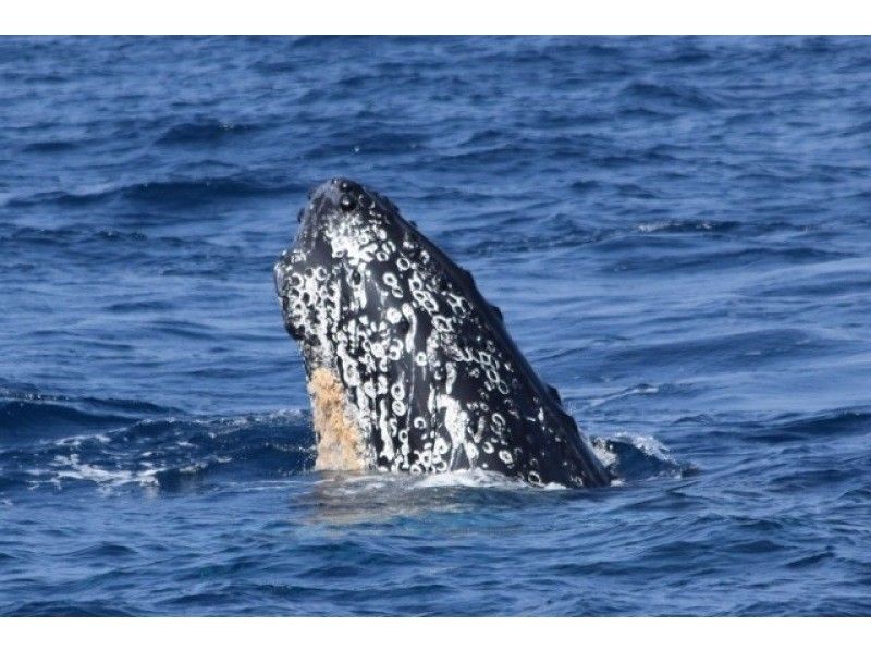 [Last-minute reservations available] Winter only ★ Whale watching from the northern part of the main island of Okinawa ★ Full refund guaranteed (February and March) Recommended for families and couples ★の紹介画像