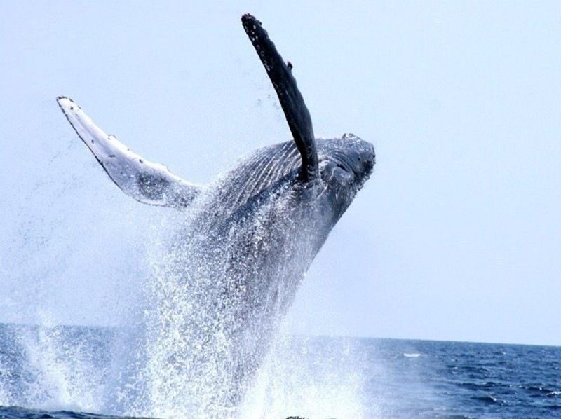 [Last-minute reservations available] Winter only ★ Whale watching from the northern part of the main island of Okinawa ★ Full refund guaranteed (February and March) Recommended for families and couples ★の紹介画像