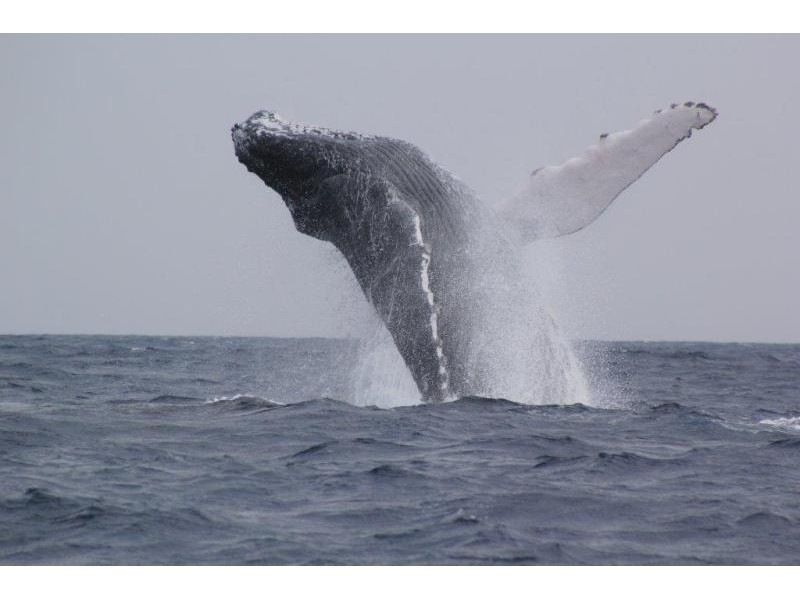 [Last-minute reservations available] Winter only ★ Whale watching from the northern part of the main island of Okinawa ★ Full refund guaranteed (February and March) Recommended for families and couples ★の紹介画像