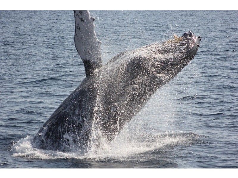 [Last-minute reservations available] Winter only ★ Whale watching from the northern part of the main island of Okinawa ★ Full refund guaranteed (February and March) Recommended for families and couples ★の紹介画像