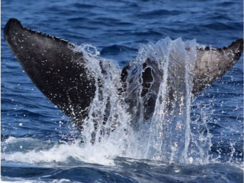 [Last-minute reservations available] Winter only ★ Whale watching from the northern part of the main island of Okinawa ★ Full refund guaranteed (February and March) Recommended for families and couples ★の紹介画像