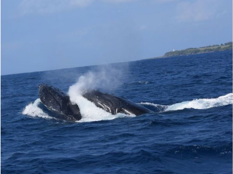 [Last-minute reservations available] Winter only ★ Whale watching from the northern part of the main island of Okinawa ★ Full refund guaranteed (February and March) Recommended for families and couples ★の紹介画像