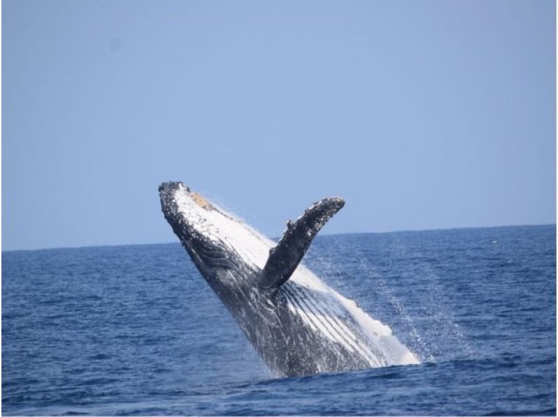 [Last-minute reservations available] Winter only ★ Whale watching from the northern part of the main island of Okinawa ★ Full refund guaranteed (February and March) Recommended for families and couples ★の紹介画像